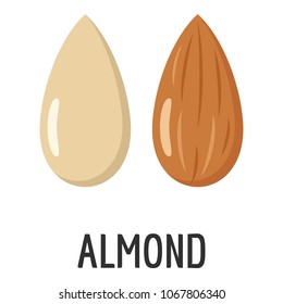 Almond icon. Flat illustration of almond vector icon for web