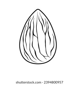 Almond icon isolated on white background