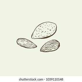 Almond ink sketch vector