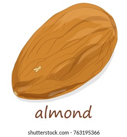 Almond isolated. Nuts on white background. Illustration collection.