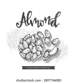 Almendras de nueces. Esbozos detallados dibujados a mano, ilustración botánica vectorial.