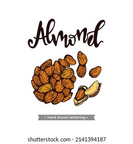 Almond kernels of nuts. Detailed hand-drawn sketches, vector botanical illustration.