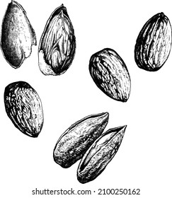 Almond kernels and shells. Black and white hand drawn ink sketch. Great for label, card, sticker, menu, package design. Engraved style vector illustration. Organic healthy food