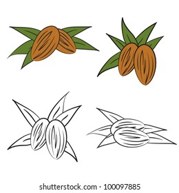 Almond with leaves. Vector