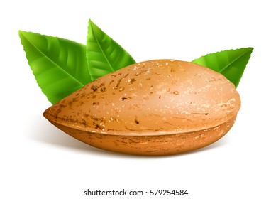 Almond con hojas. Ilustración vectorial.