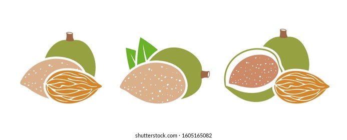 Almond logo. Isolated almond on white background