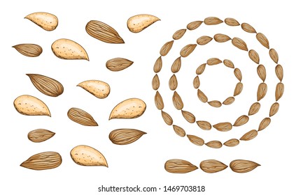 Almond nut colored vector hand drawn collection, with three round (circle) frame and brush from almond seed. Isolated nut with and without nutshell set or bundle.