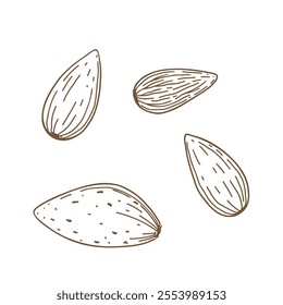 Almond nut, contour illustration hand-drawn isolated on a white background, vector. A decorative element for decoration, labels, and design. A set of icons. Delicious brown ingredient close-up