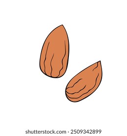 Almond nut. Flat and outline design. Vector Illustration, color clip art isolated on white background.