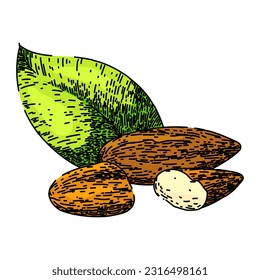 almond nut food hand drawn. cut sweet, raw view, top leaves, broken leaf, fruit pile almond nut food vector sketch. isolated color illustration