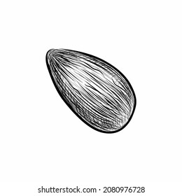 Almond nut in graphic style on a white background. Vector illustration