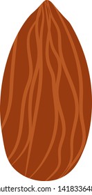 Almond nut isolated vector illustration