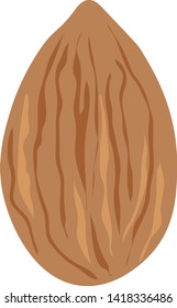 Almond nut isolated vector illustration