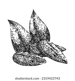 almond nut raw hand drawn. food cut, sweet view, top leaves, broken leaf, fruit pile almond nut raw vector sketch. isolated black illustration