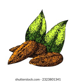 mano cruda de almendra dibujada. corte de comida, vista dulce, hojas superiores, hoja rota, bosquejo vectorial de nuez de almendra de frutas. ilustración de color aislado