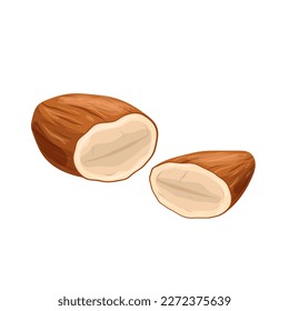 almond nut seed cartoon. food nutrition, healthy ingredient, organic vegetarian, natural raw diet, kernel almond nut seed vector illustration