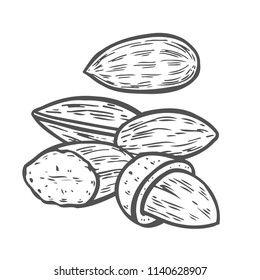 Almond nut seed vector. Isolated on white background. Almond milk food ingredient. Engraved hand drawn almond illustration in retro vintage style. Almond Organic Food, cosmetics, treatment component.