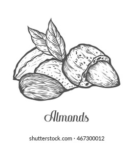 Almond nut seed vector. Isolated on white background. Almond milk food ingredient. Engraved hand drawn almond illustration in retro vintage style. Almond Organic Food, cosmetics, treatment component.