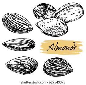 Almond nut seed vector. Isolated on white background. Engraved hand drawn almond illustration in retro vintage style.