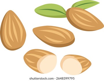 almond nut set illustration vector