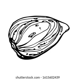 almond nut in shell, element of decorative ornament or pattern, vector illustration with black contour lines isolated on white background in doodle and hand drawn style