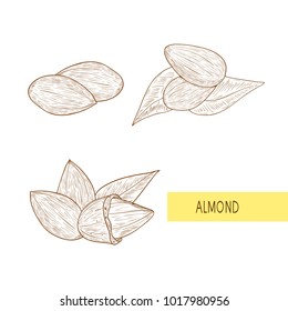 Almond. Nut. Sketch. Monochrome. Set.