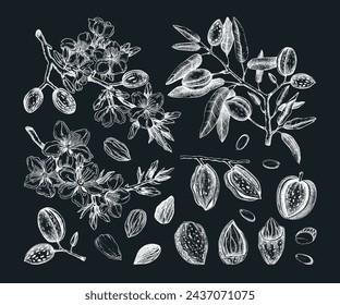 Almond nut sketches set. Hand-drawn vector illustrations on chalkboard. Vintage botanical design with blooming branches. Nut, leaf, flower sketches. NOT AI generated