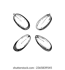 Almond nut slices sketches. Hand-drawn vector illustration. Vintage sliced nut, baking ingredient, healthy food drawings. Botanical design element in engraved style