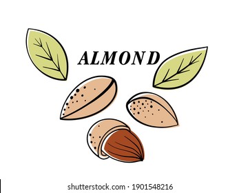 Almond nut, vector cartoon illustration. beautiful nuts, fresh nuts, hazelnuts, a handful of nuts, nut-in-shell almonds in the shell, shelled almonds, fresh almonds. Can be used for cafe, menu