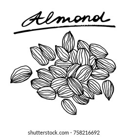 Almond nut. Vector hand drawn graphic illustration.