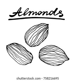 Almond nut. Vector hand drawn graphic illustration.