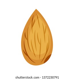 Almond nut vector illustration isolated on white background.