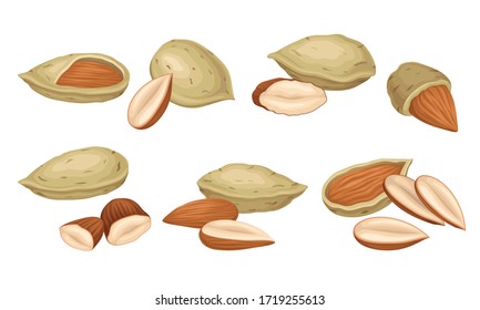 Almond Nut with Whole and Cracked Shell Vector Set