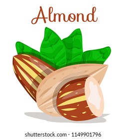 Almond nut whole,cut,half. Almond kernel in shell. Organic healthy vegetarian snack,food. Almond nut seed. Flat cartoon vector illustration on white background. Poster,banner for company, vegan milk.