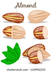 Almond nut whole,cut,half with leaves. Almond kernel in shell. Organic healthy snack,food. Almond nut seed. Flat cartoon vector illustration on white background. Set,poster for company, vegan milk.