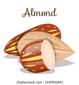 Almond nut whole,cut,half set. Almond kernel in shell. Organic healthy snack,food. Almond nut seed. Flat cartoon vector illustration on white background. Set,poster for company, vegan milk. Nuts
