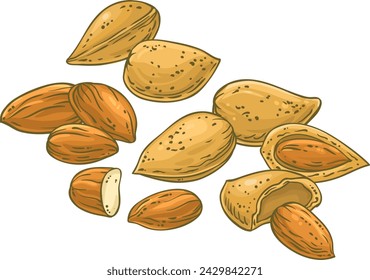 Almond Nuts Colored Detailed Illustration