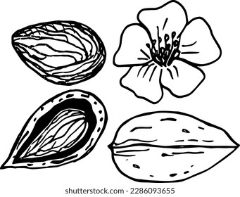 Almond nuts and flower. Line art style. Hand drawn sketch illustration.