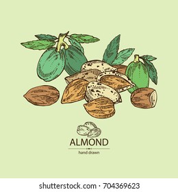 Almond: almond nuts, fruit and leaves. Vector hand drawn illustration.