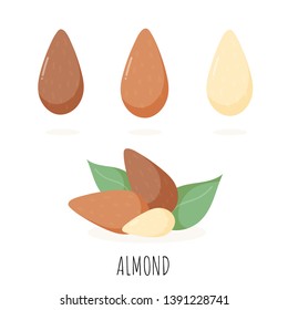 Almond nuts with green leaves. Vector illustration. Almond Icons and logo. Isolated nuts on background. Almond milk illustration, design elements, package design concept. Vegan, vegetarian, eco food