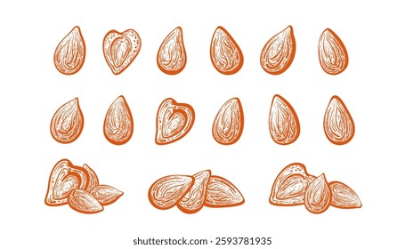 Almond nuts. Hand drawn collection of isolate. Vintage vector engraved illustration. Botanical details nature graphic. Aroma oil, organic protein, vegan food, print