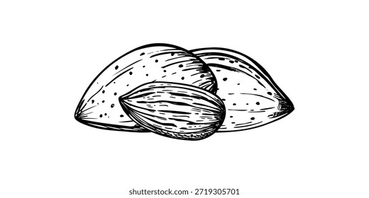 Las nueces de almendra amontonan la composición aislada del Vector monocromo. Dibujo al aguafuerte de un grano pelado y dos nueces enteras en cáscaras. Pila de alimentos saludables para guías nutricionales, blogs de estilo de vida, Sitio web de cocina.