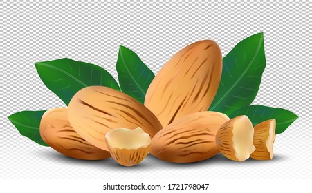 Almond nuts with leaves on transparent background. Vector illustration