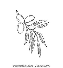 Almond nuts on branch with leaves. Isolated Botanical hand-drawn illustration on white. Prunus dulcis. Prunus amygdalus.