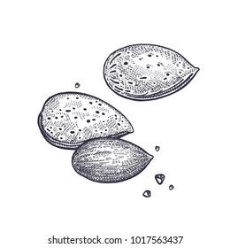 Las nueces de almendra son realistas aisladas. Ilustración vectorial de los alimentos. Arte de grabado a mano. Plantas de dibujo a mano. Dibujo en blanco y negro.