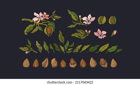 Almond nuts set. Green floral symbol. Vector retro color engraving on black background. Organic food, vegan milk, bio aroma oil