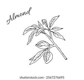 Almond nuts in shell. Almond branch with leaves. Botanical Hand-drawn vector illustration isolated on white background. 
