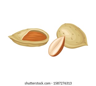 Almond Nuts in Shell and Half Peeled Vector Element