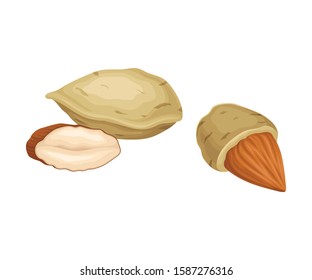 Almond Nuts in Shell and Half Peeled Vector Element