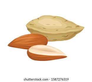 Almond Nuts in Shell and Half Peeled Vector Element